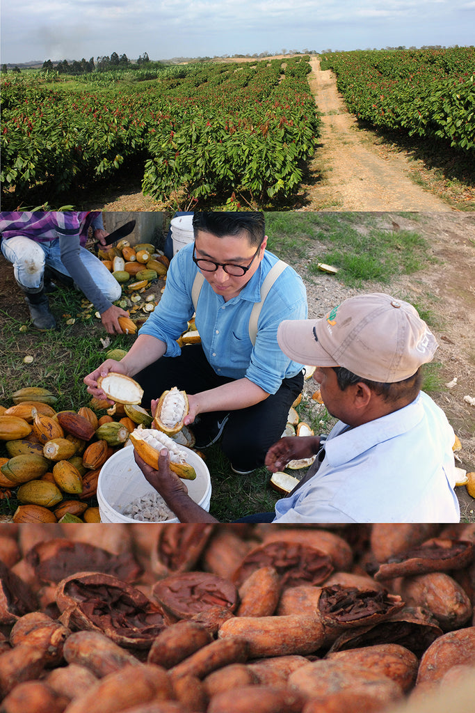 カカオの木から チョコレートのバーまで
